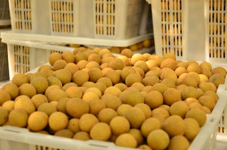 Buy fruits in it.の写真素材