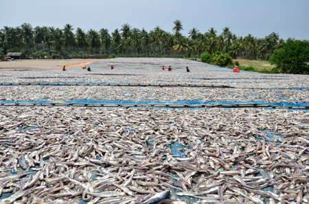  Dried fish の写真素材