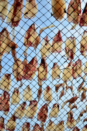 Dried squids の写真素材
