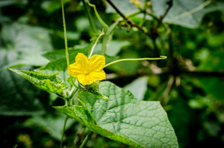 Cucumber flowers in the garden grow on natural way の写真素材