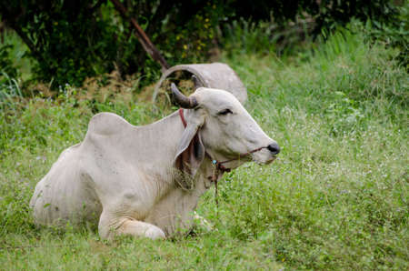 Cow lying in the wilderness の写真素材