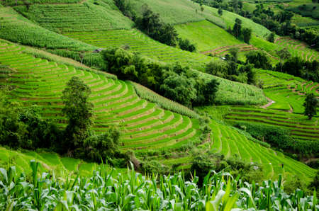 Rice Fields at Maechaem in Thailandの写真素材