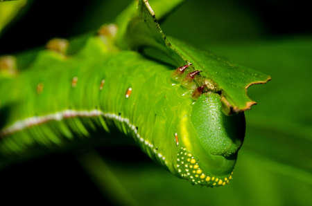 Caterpillar eating leaves の写真素材
