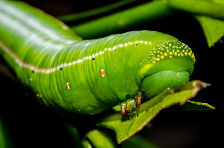 Caterpillar eating leaves の写真素材