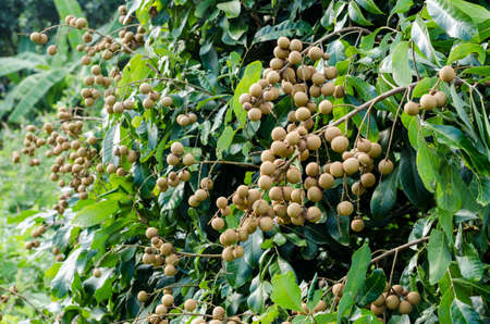A bunch of longan on the tree 