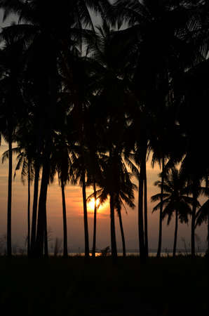 Sunset Divine Tree Silhouettesの写真素材