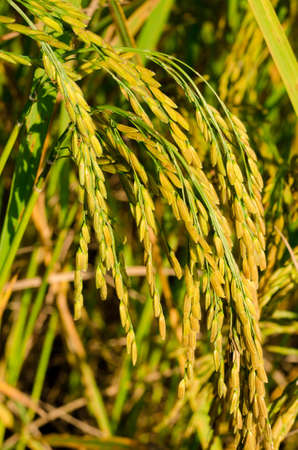 paddy rice fieldの写真素材