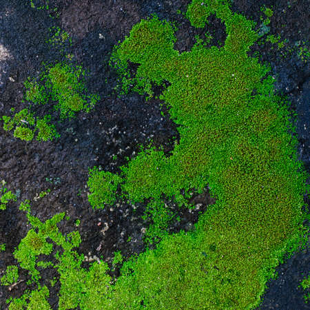 Moss growing on the concrete floor の写真素材