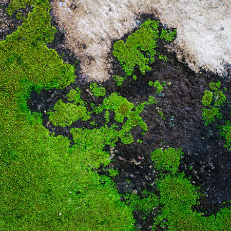 Moss growing on the concrete floor の写真素材