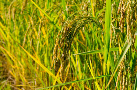 paddy rice fieldの写真素材