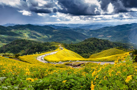 Mexican sunflower weed valley in Maehongsonの写真素材