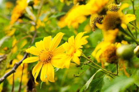 Mexican Sunflower Weedの写真素材