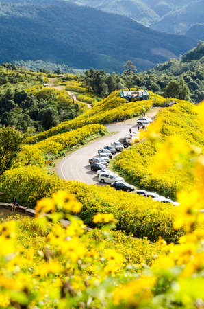 Mexican sunflower weed valley in Maehongsonの写真素材