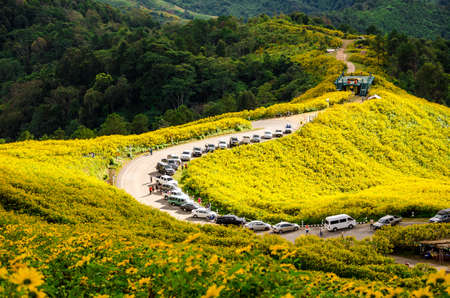 Mexican sunflower weed valley in Maehongsonのeditorial素材