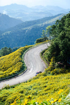 Mexican sunflower weed valley in Maehongsonの写真素材