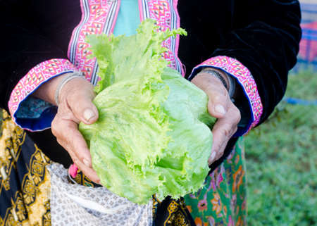 hands holding lettuceの写真素材