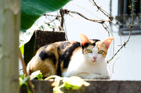 Portrait of Thai white cat, Thailandの写真素材