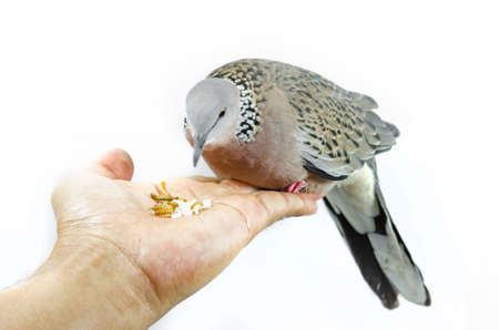 Mourning Dove on a white の写真素材