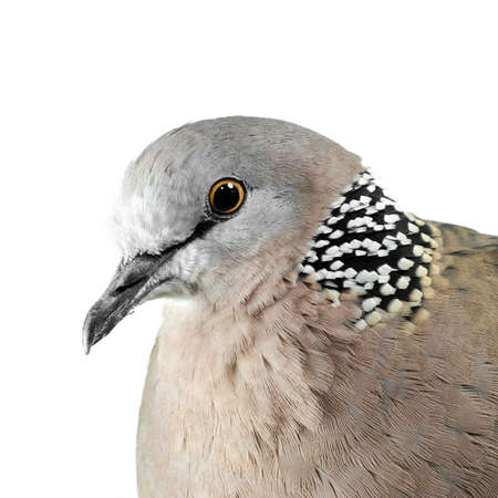 Mourning Dove on a white の写真素材