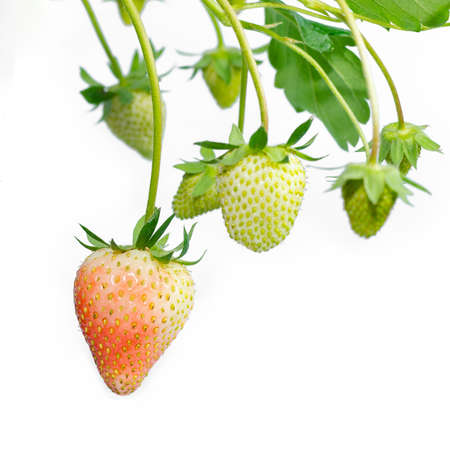 young strawberry plant isolated on white backgroundの写真素材