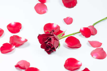 rose with loose petals isolated on white 