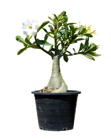 Adenium tree isolate on white backgroundの写真素材