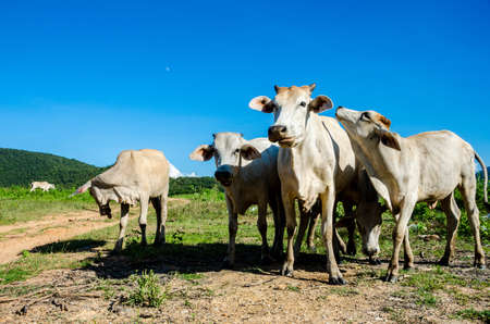 Cows eat grassの写真素材