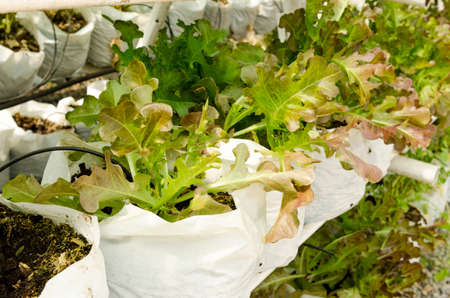 Red coral and Green cos ,vegetable in farmの写真素材