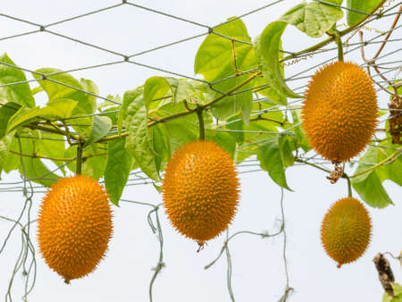 Gac fruit  Momordica cochinchinensis  is cultivated throughout Southeast Asiaの写真素材