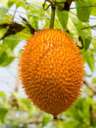 Gac fruit  Momordica cochinchinensis  is cultivated throughout Southeast Asiaの写真素材
