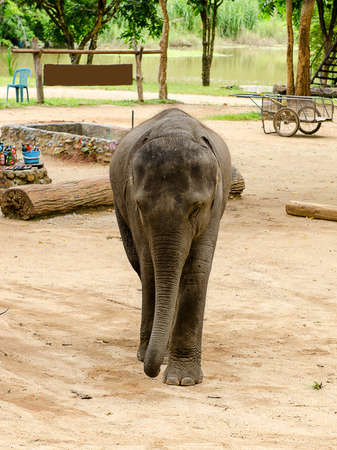 Asian elephantの写真素材