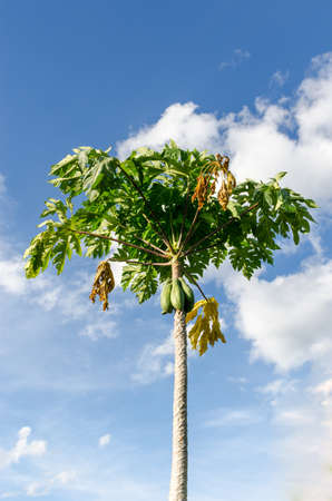 Papaya trees の写真素材