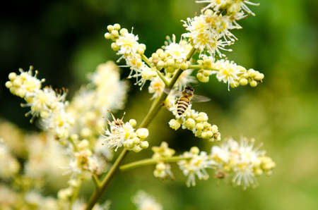 working bee collects flower nectar from longan flowerの写真素材
