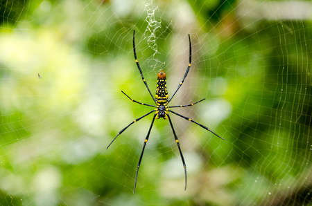 A female Golden SIlk Orb Weaving Spider waiting on her webの写真素材