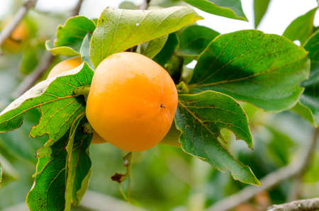 Persimmon tree with fruit in the orchardの写真素材