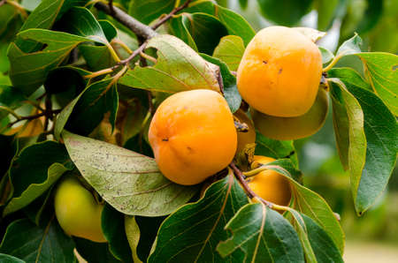 Persimmon tree with fruit in the orchardの写真素材
