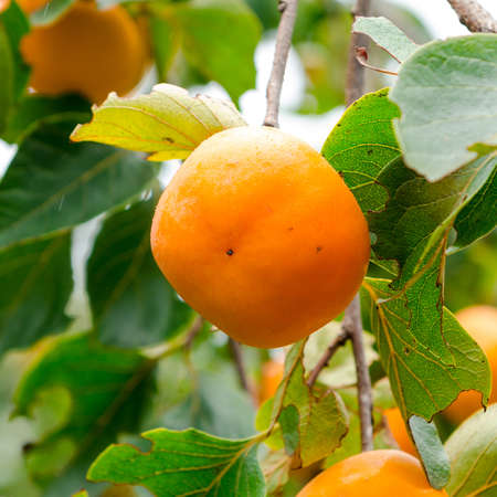Persimmon tree with fruit in the orchardの写真素材