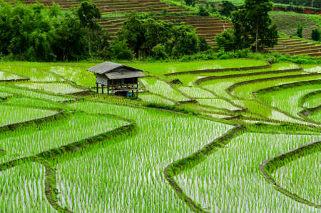 Terraced Paddy Field in Mae-Jam Village , Chaingmai Province , Thailandの写真素材