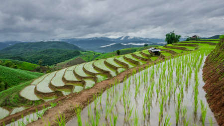 Terraced Paddy Field in Mae-Jam Village , Chaingmai Province , Thailandの写真素材