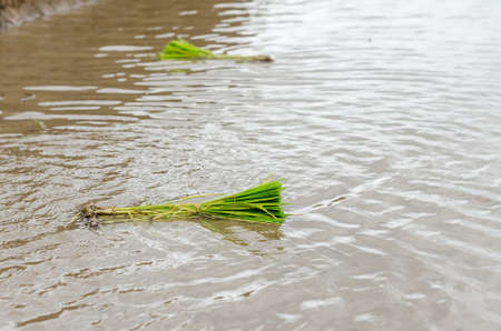 Green rice seedling prepare for transplantingの写真素材
