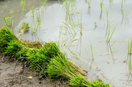Green rice seedling prepare for transplantingの写真素材