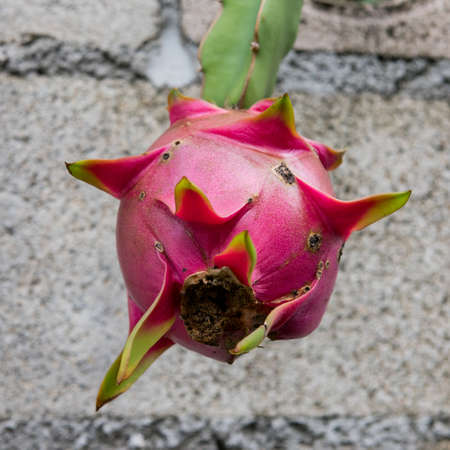 dragon fruit on a treeの写真素材