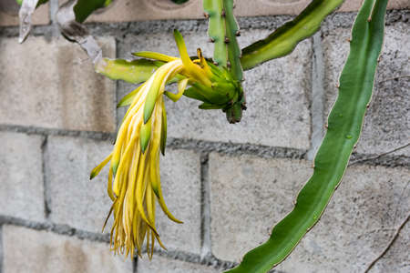 dragon fruit bud on a treeの写真素材