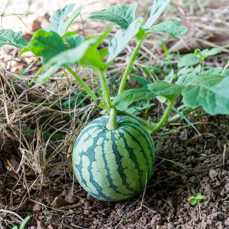 Watermelonの写真素材