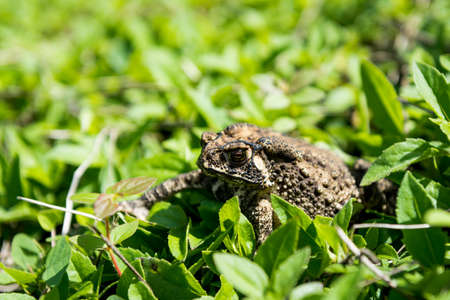 Toad in the green grass