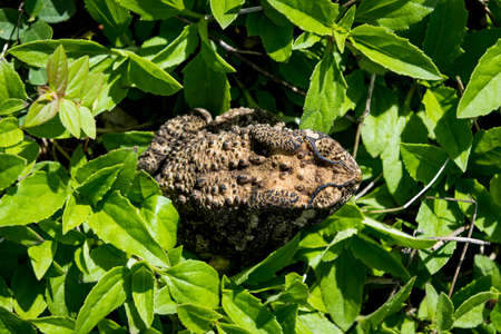 Toad in the green grass
