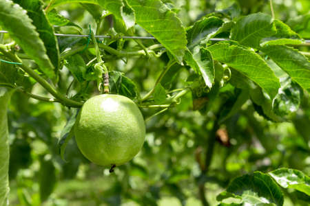 Passionfruit on plant.の写真素材