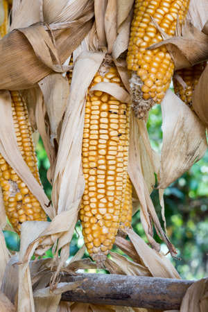 Yellow dried corns on the stalk for animal feedingの写真素材