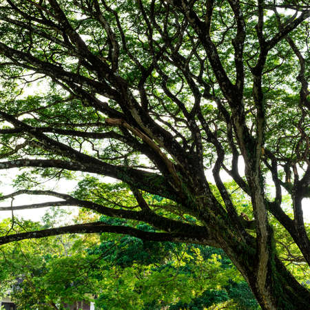 forest trees. nature green wood sunlight backgrounds.