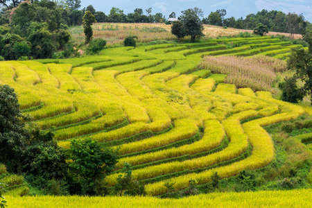 Terraced rice fields in northern Thailand ,Pa pong peang, Chiang Maiの写真素材